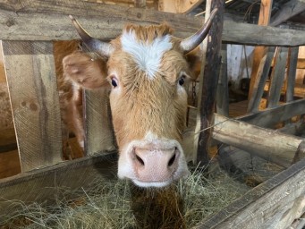 
О вакцинации крупного рогатого скота против заразного узелкового (нодулярного) дерматита
