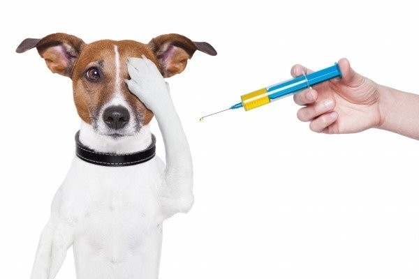 
График вакцинации против бешенства непродуктивных животных (собак,кошек) на территории Лысогорског