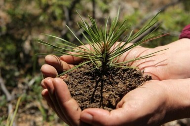  В Лысогорском районе в 2020 году высажено более 145 гектар леса 