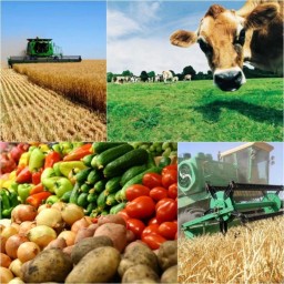 
В Саратовской области сократилось число фермерских хозяйств, а их размеры - выросли

