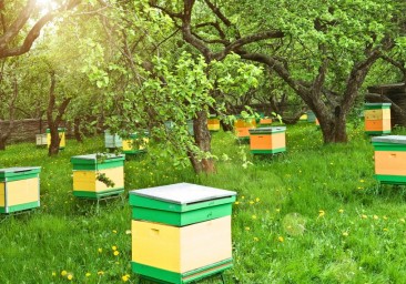 
В Саратовской области за 5 лет выросло количество пчел на 16%
