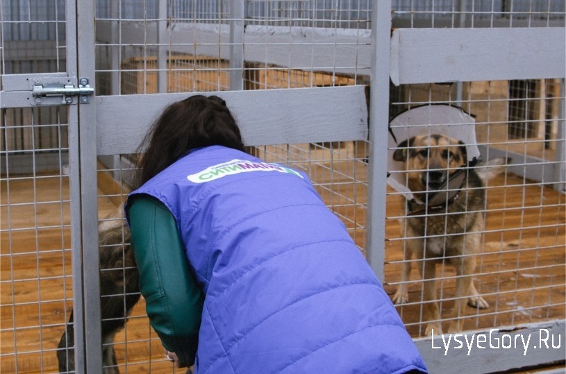 
«Бумажный пёс» собрал более 4 тонн макулатуры на закупку корма приюту для животных
