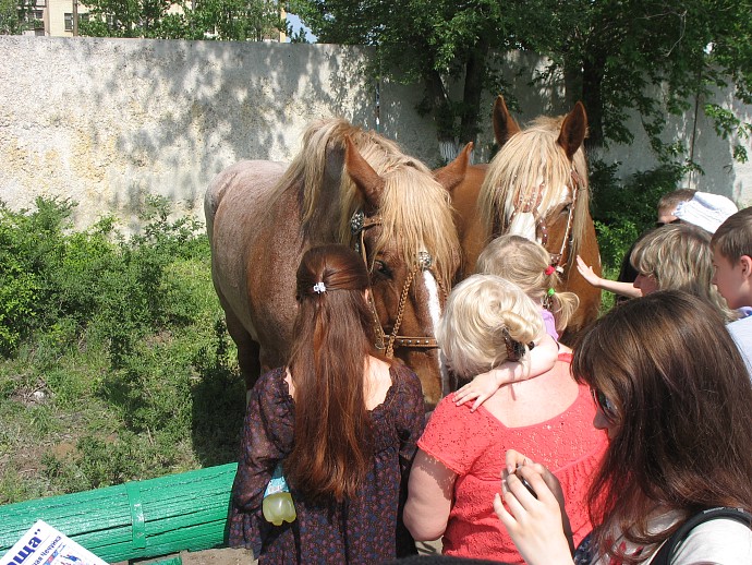 Лошади на Саратовском ипподроме