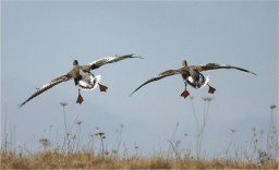 В охотничьем хозяйстве  «Барсучий» Лысогорского района открывается весенняя охота на птицу