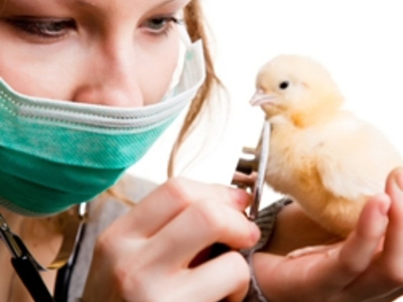Внимание - эпидемия гриппа птиц!!!