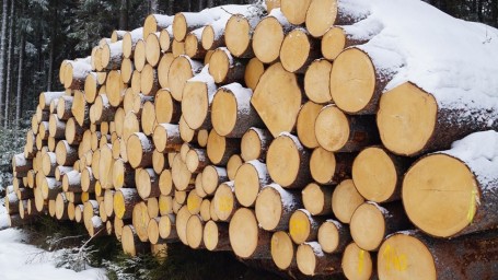 Директор лысогорской лесозаготовки отделался штрафом за долги по зарплате