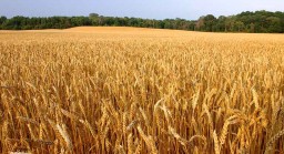 Показатель урожайности озимой пшеницы в нынешнем году превысил прошлогодний в 2 раза