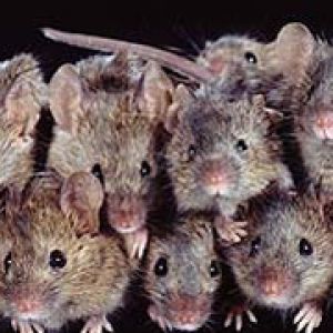 Численность заболеваемости мышиной лихорадкой уменьшилась