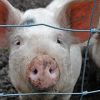 В зоне риска распространения чумы свиней остаются 8 районов области