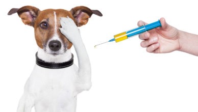 Районная ветслужба проведет бесплатную вакцинацию собак и кошек против бешенства
